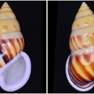 Amphidromus atricallosus vovanae - BEAUTIFUL , Thach, 2019